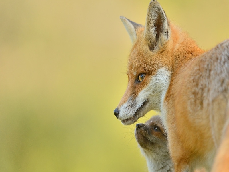 试管扦插秋海棠试管内膜长到21泰国试管三代费用